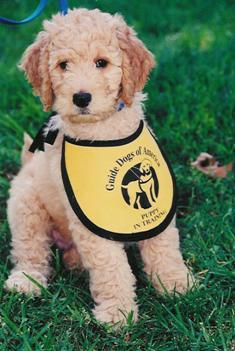 Goldendoodles make great guide dogs, guide dog graduations 