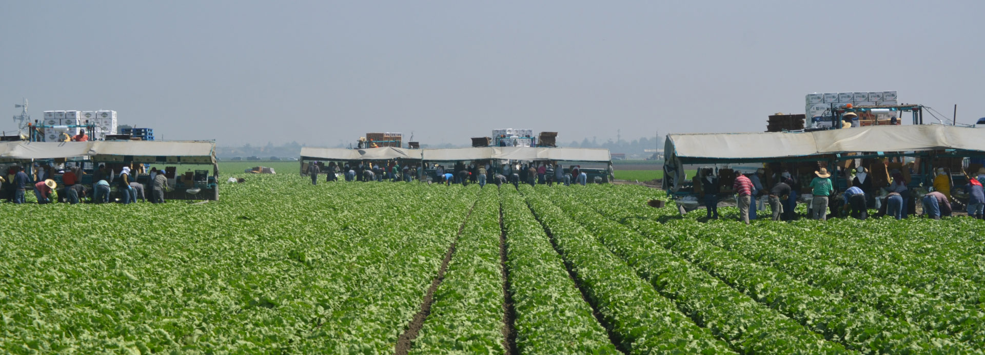 Salinas crops