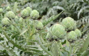 artichokes