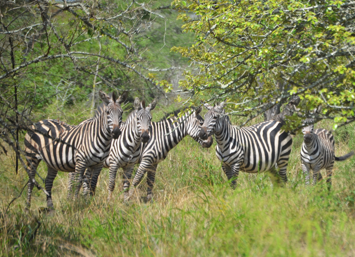 rwanda now, zebra, Akagera Wildlife Park