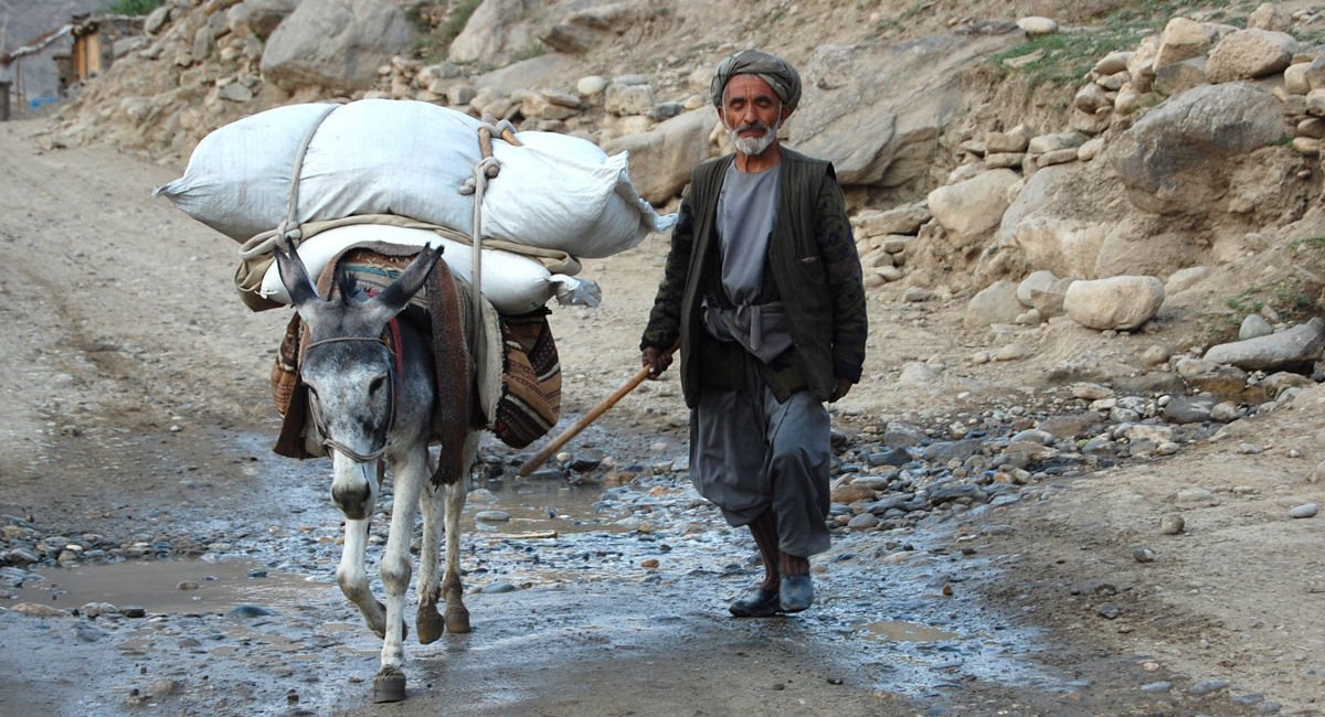 donkey, afghanistan