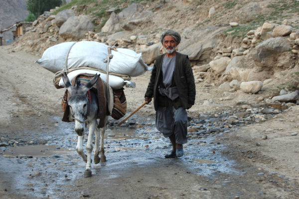 donkey, afghanistan