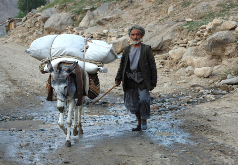 donkey, afghanistan
