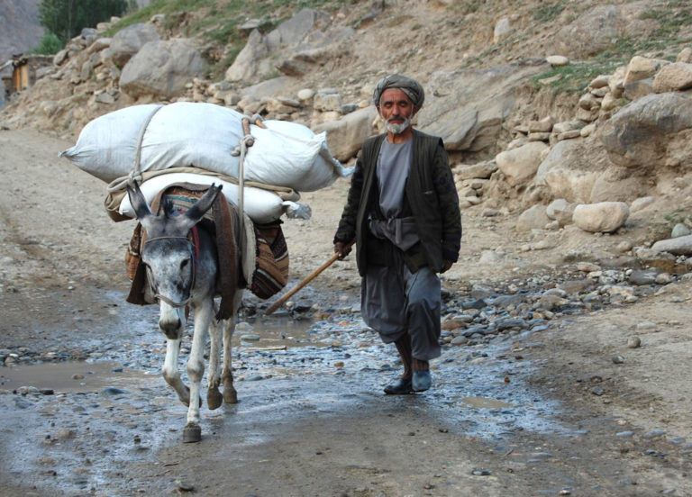 donkey, afghanistan