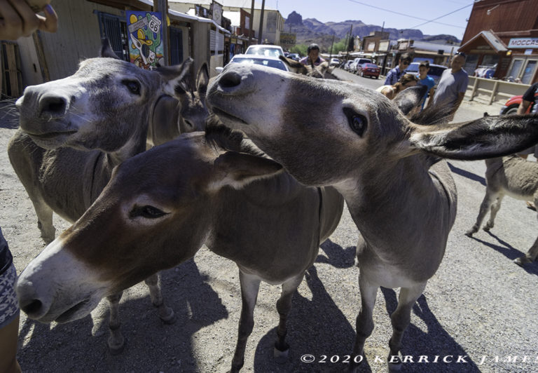 burro, route 66