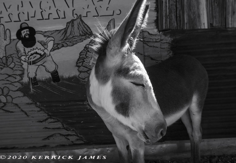 burro, oatman, route 66