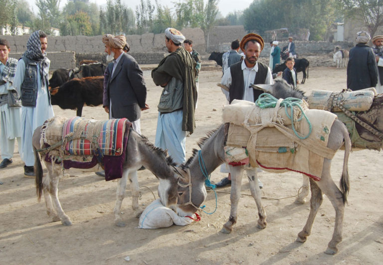 donkeys, Afghanistan, kishem