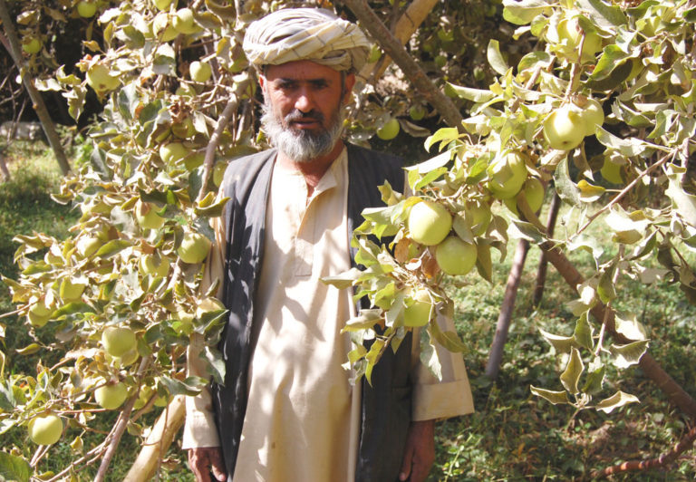 Apple Grower, afghanistan