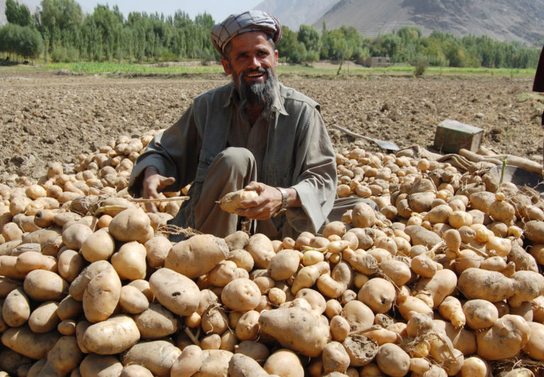 Potato Grower in Baharak, afghanistan