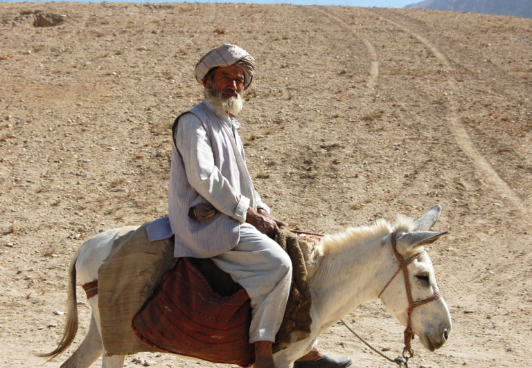 donkeys, transport, afghanistan