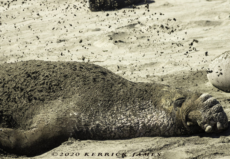 An elephant seal tosses sand at Ano Nuevo State Beach