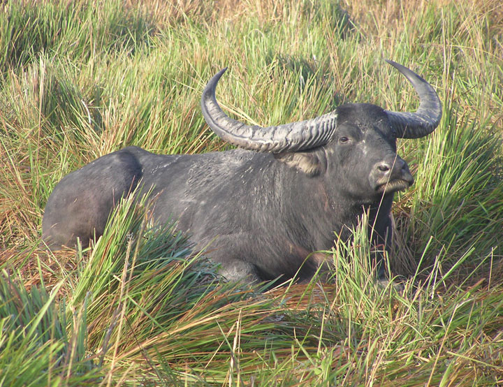 Kaziranga's buffalo