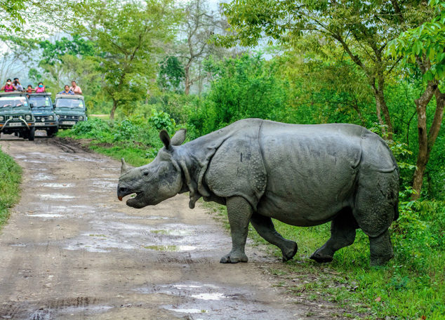 Indian-Rhino