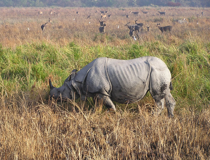 Indian One-Horned Rhino