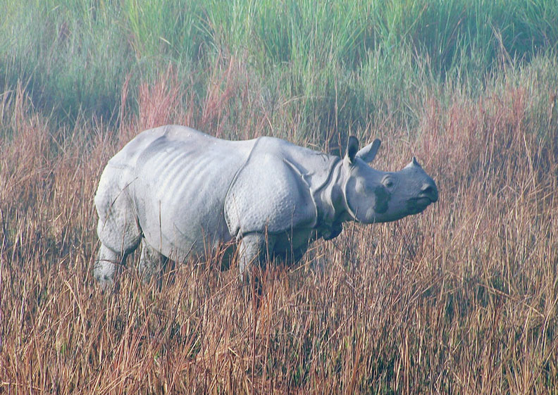 Rhino out in the field, Indian One Horned Rhino