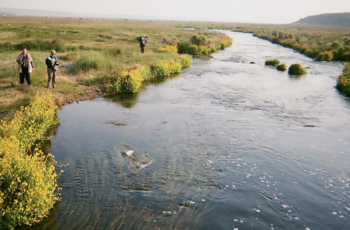 Mammoth lakes Trout Stream