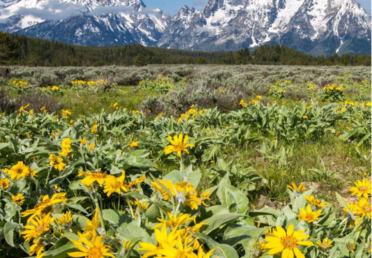 Arrowleaf Balsamroot is a common spring flower in Grand Teton National.