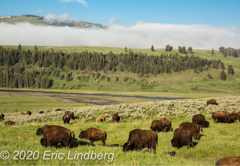 Yellowstone is home to the largest group of free-range, wild bison in North America. Abundant and hard to miss, they can be seen year-round in many areas of the park.