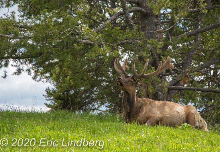 In summer, Yellowstone provides food and habitat for an estimated 10,000-20,000 elk. Their huge antlers, discarded and regrown each year, make elk a popular photo subject for visitors.