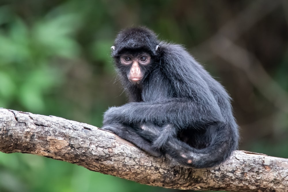 Peruvian spider monkey