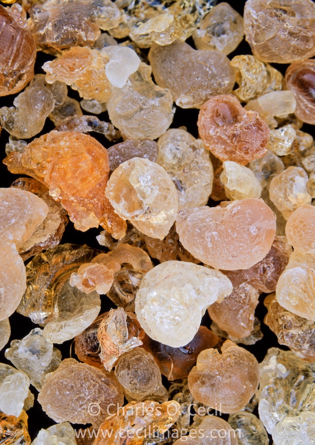 Gum Arabic