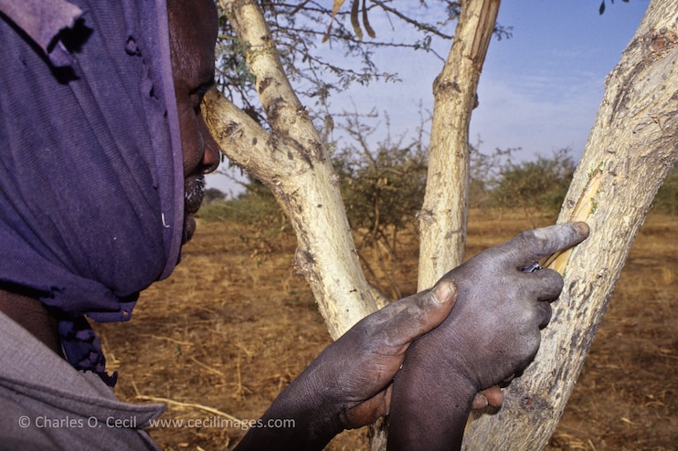Gum Arabic. Worker, Niger, West Africa.