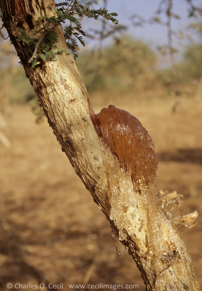 Gum Arabic on tree branch, Niger, West Africa
