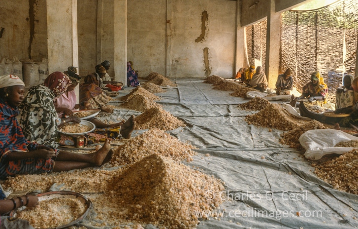 Niger warehouse where gum arabic is cleaned