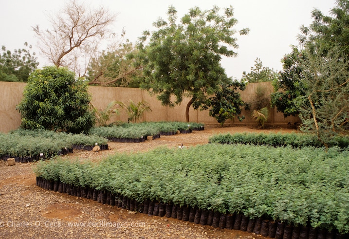 Gum Arabic. Acacia Senegal Tree Nursery, Niger, West Africa.
