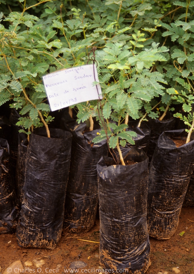 Gum Arabic. Acacia Senegal Tree Nursery Seedlings, Niger, West Africa.