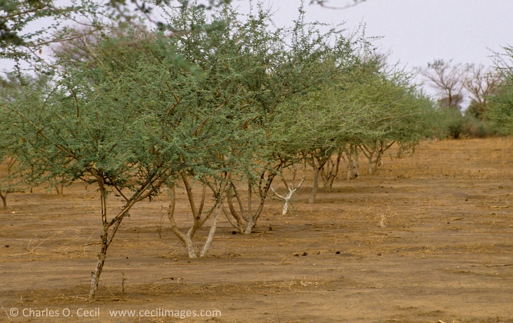 Gum Arabic.