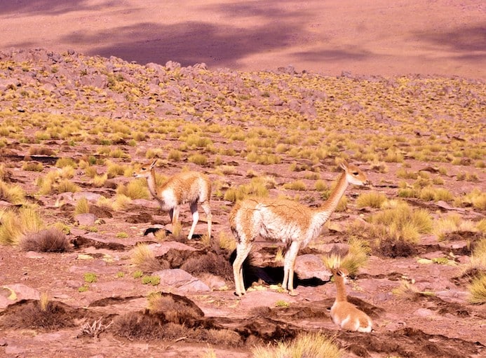 Copper, Deserts, Geysers and More: Across Chile from Santiago to Atacama