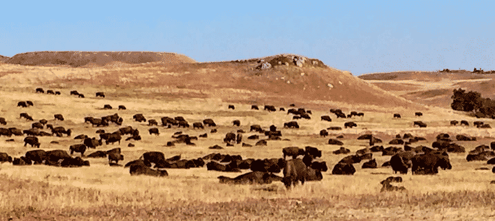 Custer State Park