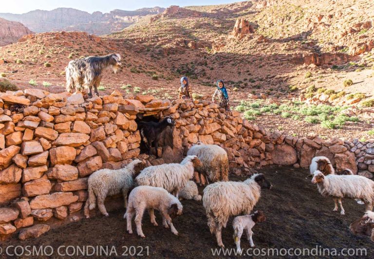 Nomad Berber children playing with goats.