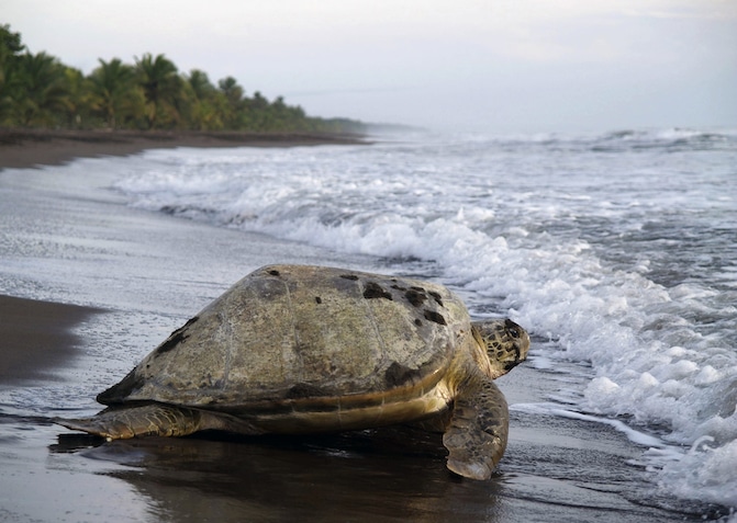 Costa Rican turtle returns to the ocean