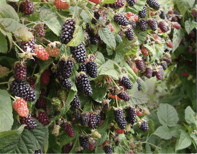 Marionberries on the vine