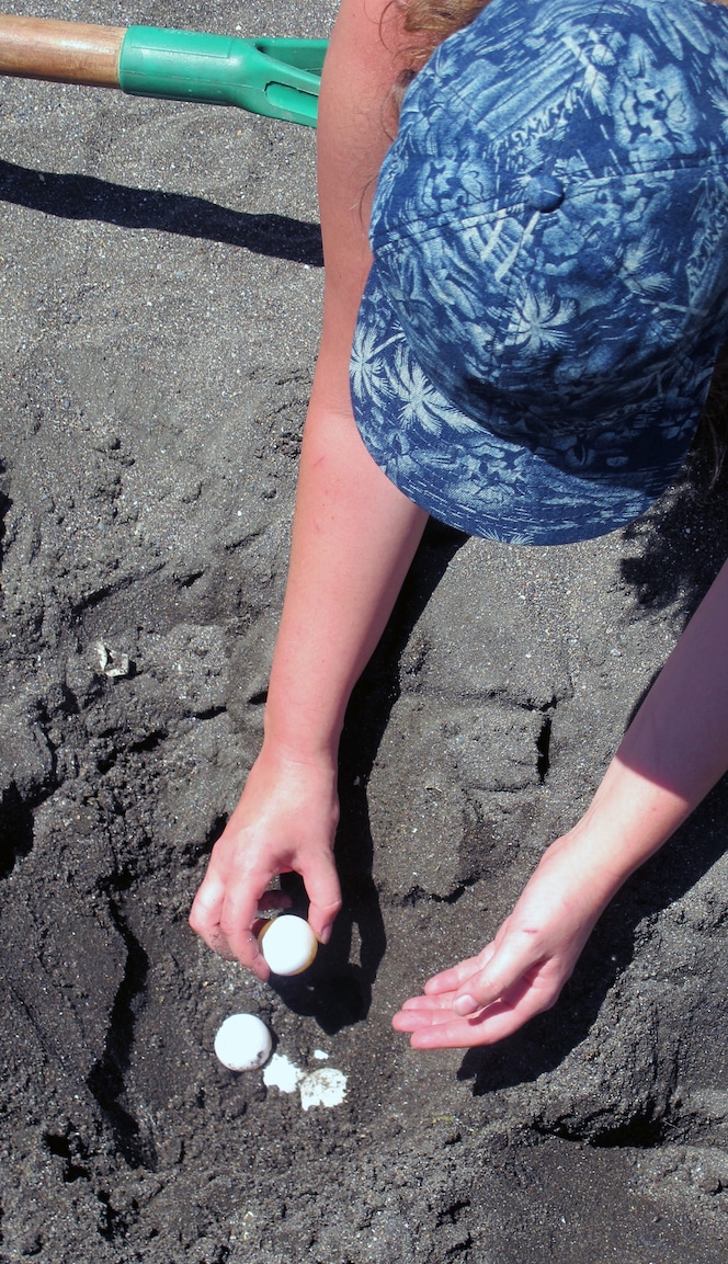 Volunteer takes buried turtle eggs to safety