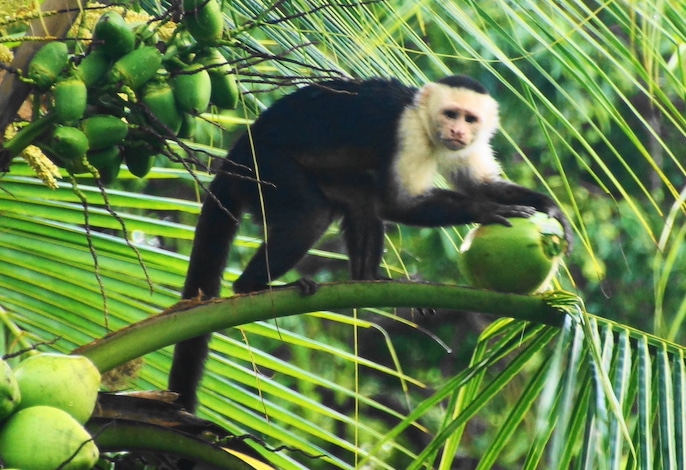 Capuchin monkey in Costa Rica
