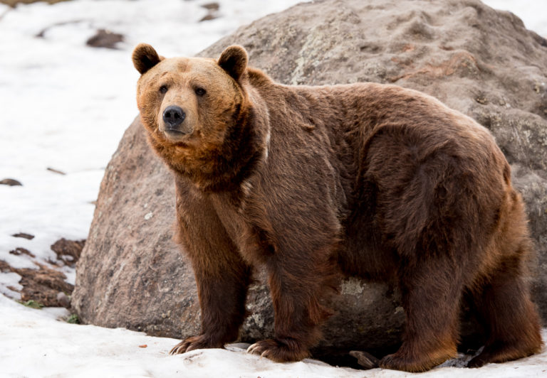 The Montana Grizzly Encounter is a grizzly bear rescue and education sanctuary near Bozeman, where you can safely observe bear behavior.