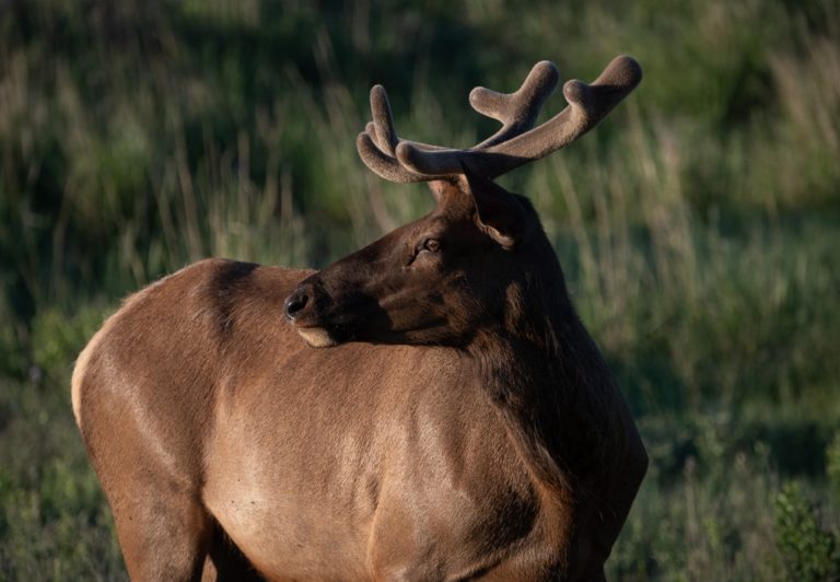 The National Bison Range makes for excellent wildlife viewing not only of bison but elk (shown here in velvet), bears, antelope, bighorn sheep, and a plethora of birds.