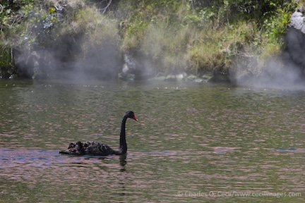 Black Swan