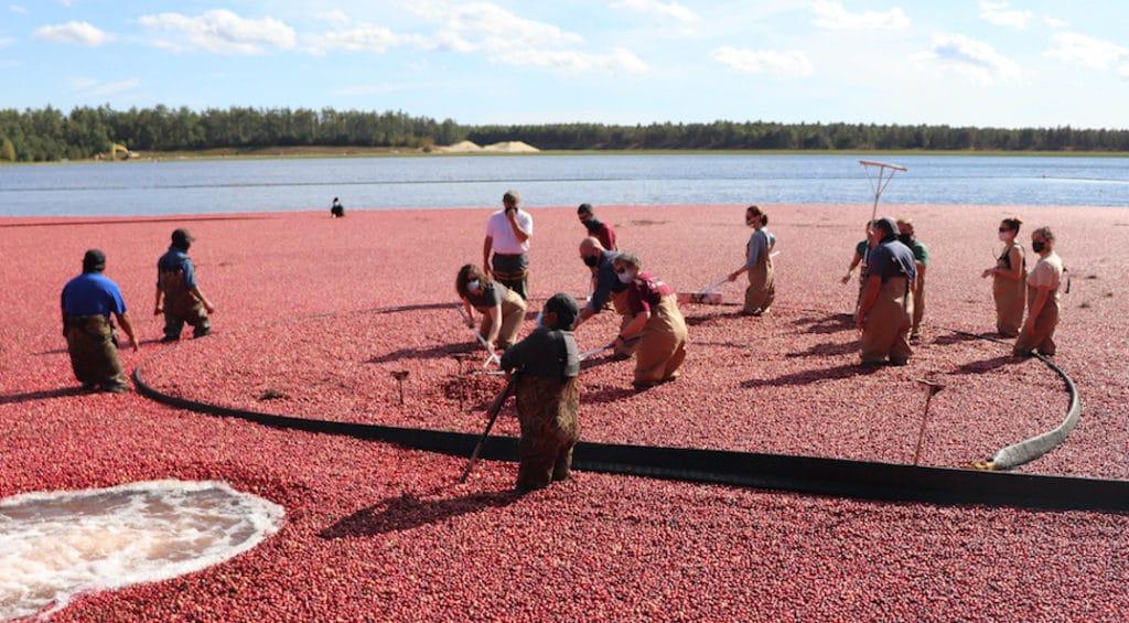 Cranberry bog at A. D. Makepeace in Wareham, Mass.