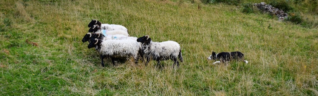 Dog herding sheep