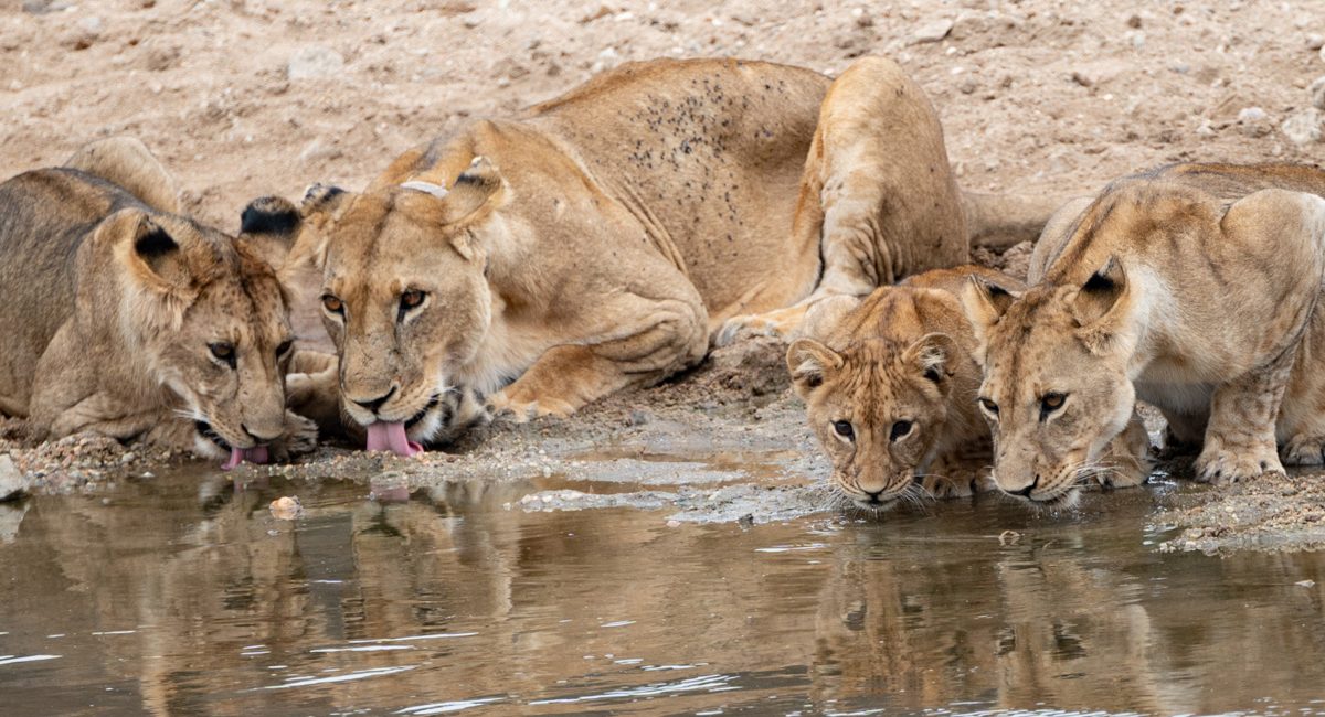 Lions are the only cats that live in groups, which are called prides. These family units range from two to 40 lions, with a mix of males, females and their young. Lions are the only cats that live in groups, which are called prides. These family units range from two to 40 lions, with a mix of males, females and their young.