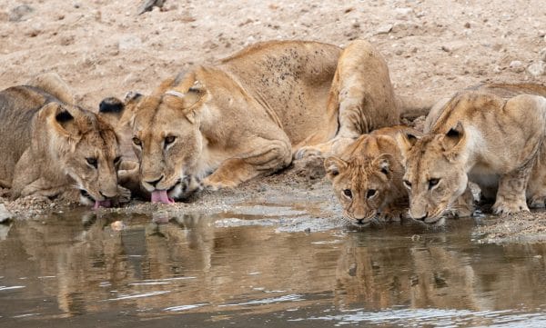 Lions are the only cats that live in groups, which are called prides. These family units range from two to 40 lions, with a mix of males, females and their young. Lions are the only cats that live in groups, which are called prides. These family units range from two to 40 lions, with a mix of males, females and their young.