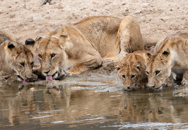 Lions are the only cats that live in groups, which are called prides. These family units range from two to 40 lions, with a mix of males, females and their young.