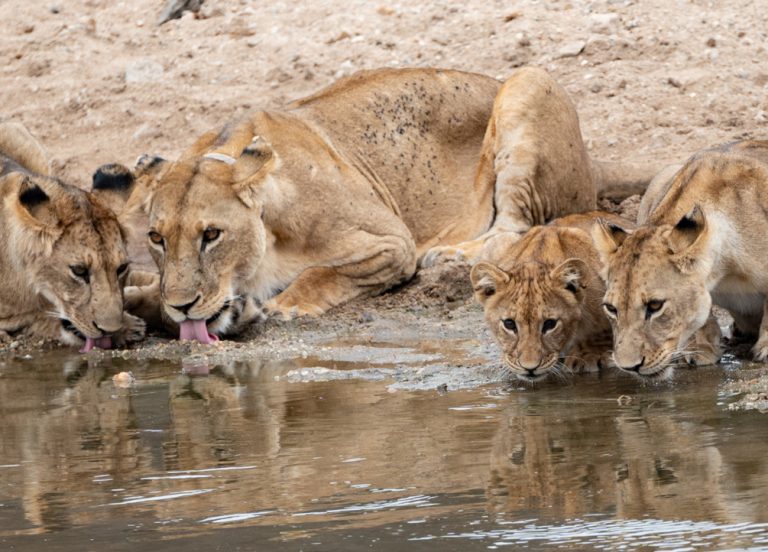 Lions are the only cats that live in groups, which are called prides. These family units range from two to 40 lions, with a mix of males, females and their young.