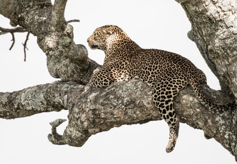 Leopards are nocturnal creatures, resting during the day, frequently camouflaged in trees, then hunting at night in search of food. The dark spots on their coats are called “rosettes.”