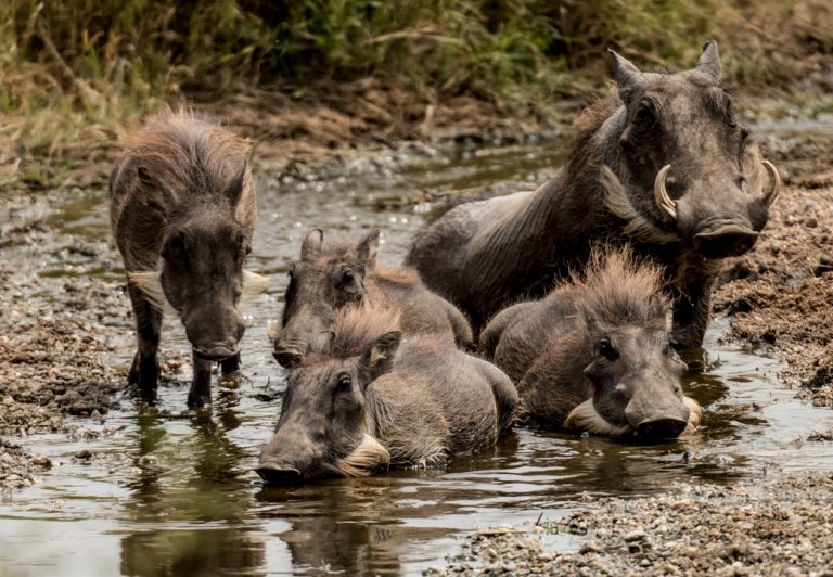 The homely warthogs, wild members of the pig family, earn their name from the 'warts' or protrusions on the sides of their faces.