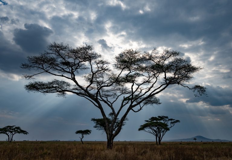 Not to be missed while exploring the Serengeti are the sweeping landscapes of grasslands dotted with Acacia trees